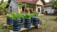 Tips Menata Galon Bekas sebagai Pot Sayur agar Tumbuh Subur, Perhatikan Setiap Detailnya