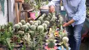 Pembudidaya tanaman hias merawat kaktus di Rumah Kaktus, Kota Tangerang, Banten, Jumat (2/4/2021). Tanaman hias di tempat ini dikirim hingga ke luar negeri untuk kebutuhan cendera mata dan hiasan rumah. (Liputan6.com/Angga Yuniar)