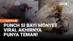 Kabar baik datang dari Punch, bayi monyet favorit netizen. Ini mungkin jadi kabar yang paling ditunggu banyak orang.