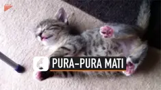 Tingkah menggemaskan dilakukan anak kucing ini. Ia pura-pura mati agar kucing lainnya berhenti mengganggunya.