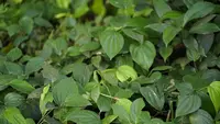 10 Daun di Sekitar Rumah yang Bisa Diseduh Setiap Hari, Kaya Manfaat Kesehatan Tubuh