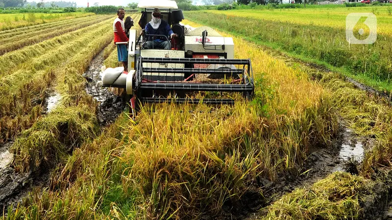 Melihat Petani Kulon Progo Panen Padi Menggunakan Mesin