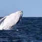 Seekor paus bungkuk muncul ke permukaan air di Teluk Jervis, Sydney selatan, Australia, pada 23 September 2020. (Xinhua/Bai Xuefei)