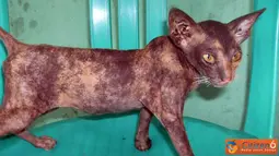 Kucing Aneh tidak Berbulu