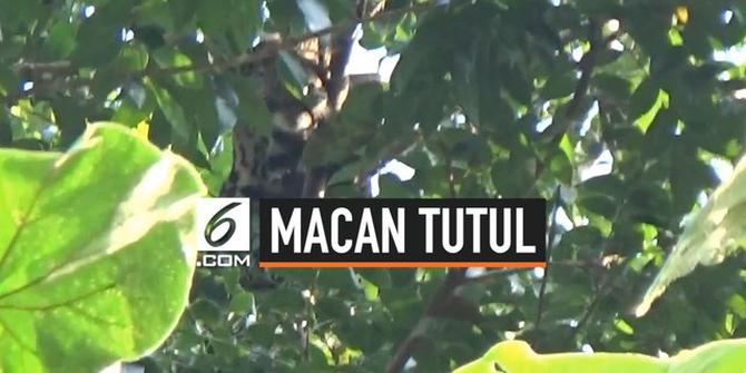 VIDEO: Macan Tutul Masuk Permukiman di Tasikmalaya