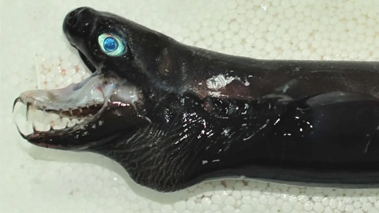 Misterius, Ikan Alien Bergigi Jarum Gegerkan Warga