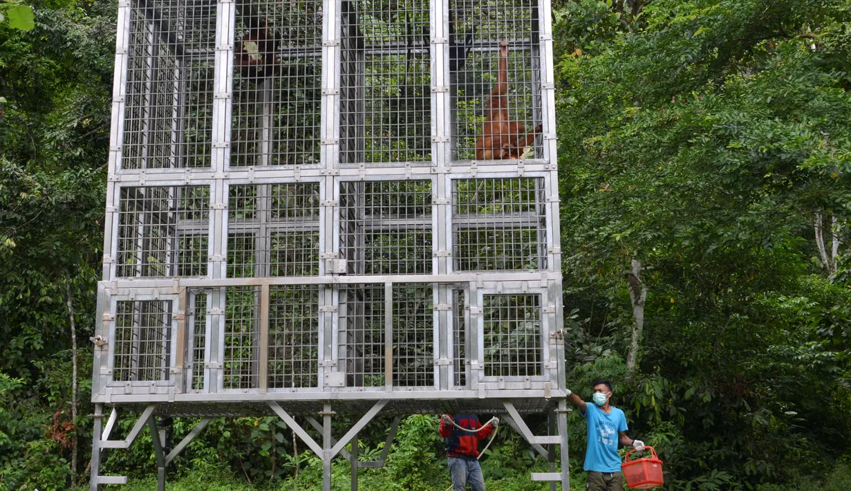 Orangutan bernama Keupok Rere dan Elaine berada dalam kandang saat akan dilepasliarkan di Cagar Alam Hutan Pinus Jantho, Aceh Besar, Selasa (18/6/2019). Kedua satwa dilindungi tersebut disita dari warga sekitar dua tahun lalu. (CHAIDEER MAHYUDDIN/AFP)