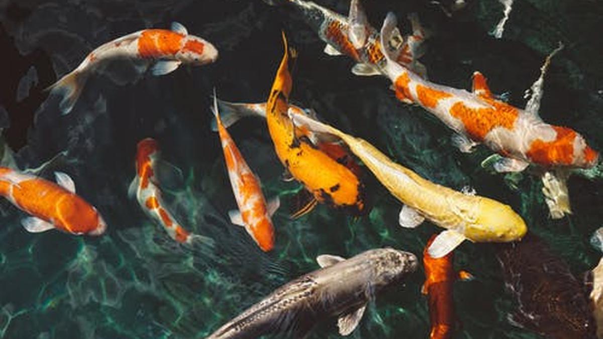 Jarang Diketahui, Ini 5 Manfaat Pelihara Ikan Koi di Rumah - Hot  Liputan6.com