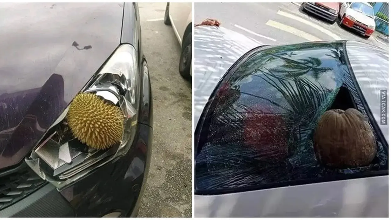 6 Momen Apes Mobil Tertimpa Buah saat Sedang Diparkir Ini Bikin Elus Dada