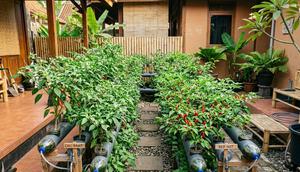 cara membuat hidroponik cabai mini panen 3 bulan (Sumber: gemini.com)