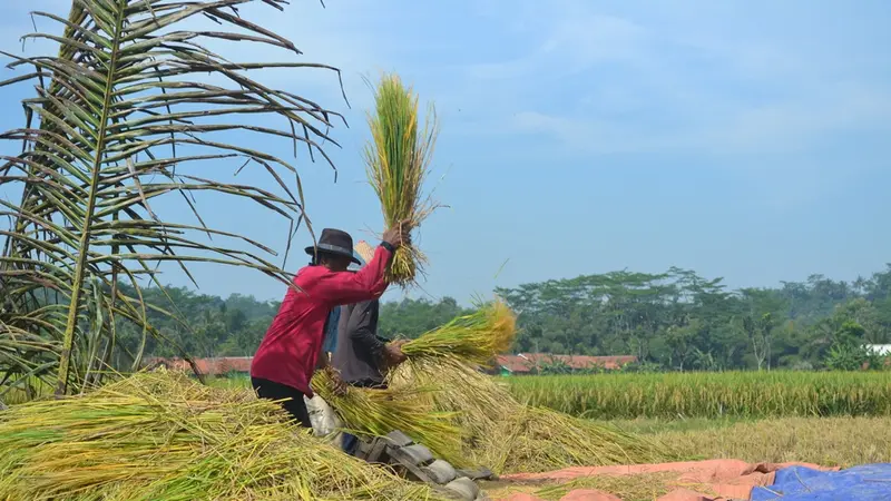 Petani klaster beras organik dan varietas Menthik Wangi di Cingebul, Lumbir, Kabupaten Banyumas, . (Foto: Liputan6.com/Muhamad Ridlo)