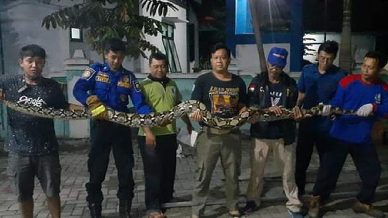 Ular Piton kerap muncul dan meresahkan warga di sejumlah daerah di Kabupaten Blora, Jawa Tengah (Liputan6.com/Ahmad Adirin)