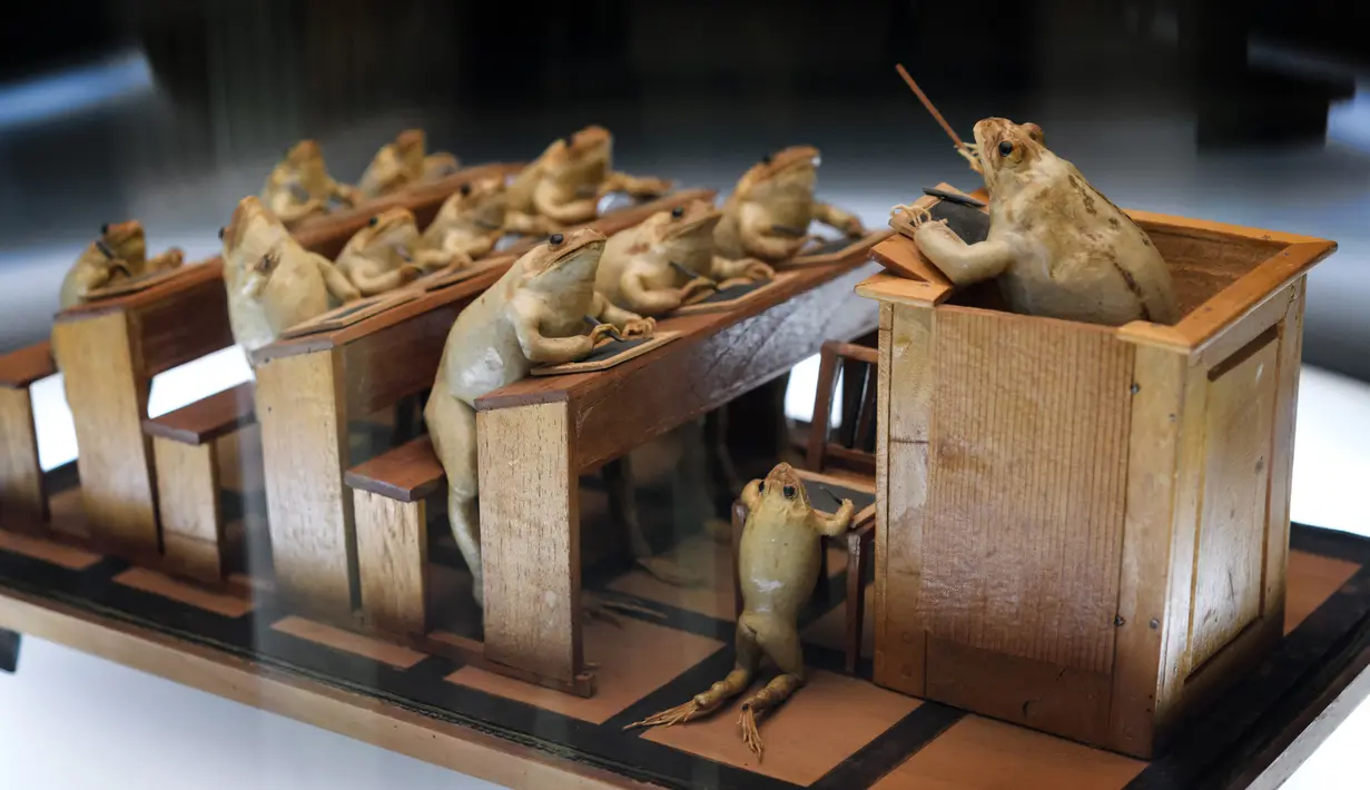 Model katak menggambarkan aktivitas bersekolah yang dipamerkan di Museum Katak di Estavayer-le-Lac, Swiss barat (22/6). Museum ini cukup unik karena koleksinya terdiri dari ratusan katak yang diawetkan dalam berbagai gaya. (AFP Photo/Fabrice Coffrini)