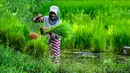 Dari sisi produksi, padi dalam bentuk Gabah Kering Panen (GKP) pada tahun 2025 diperkirakan mencapai 1,99 juta ton. Tampak dalam foto, seorang petani mengikat bibit padi untuk ditanam di sawah di Lhoknga, Provinsi Aceh pada Kamis 20 November 2025. (CHAIDEER MAHYUDDIN/AFP)
