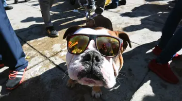 Seekor anjing Bulldog mengenakan kacamata saat berkumpul untuk meraih Rekor Guinness di Mexico City di Meksiko (26/2). Dalam acara ini sebanyak 950 anjing Bulldog ikut berkumpul ditempat tersebut. (AFP/Alfredo Estrella)