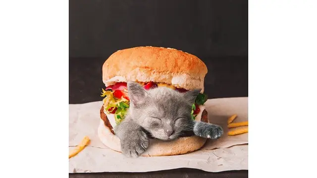 7 Foto Editan Kucing dalam Makanan Ini Kreatif Banget