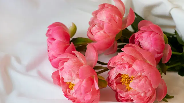 Peony