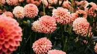 7 Cara Merawat Dahlia agar Rajin Berbunga, Jangan Sampai Salah Menyiram