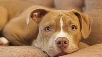 2 Tahun Diculik, Anjing Ini Kegirangan Saat Bertemu Pemiliknya