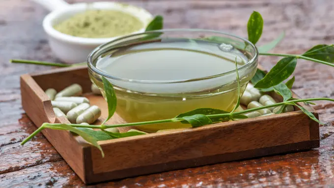 daun sambiloto pil obat alami jamu tradisional