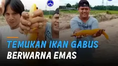 Beruntung dan unik. Pria temukan ikan gabus berwarna emas hingga ada yang menawar dengan ditukar motor hingga mahar uang senilai Rp 20 Juta.