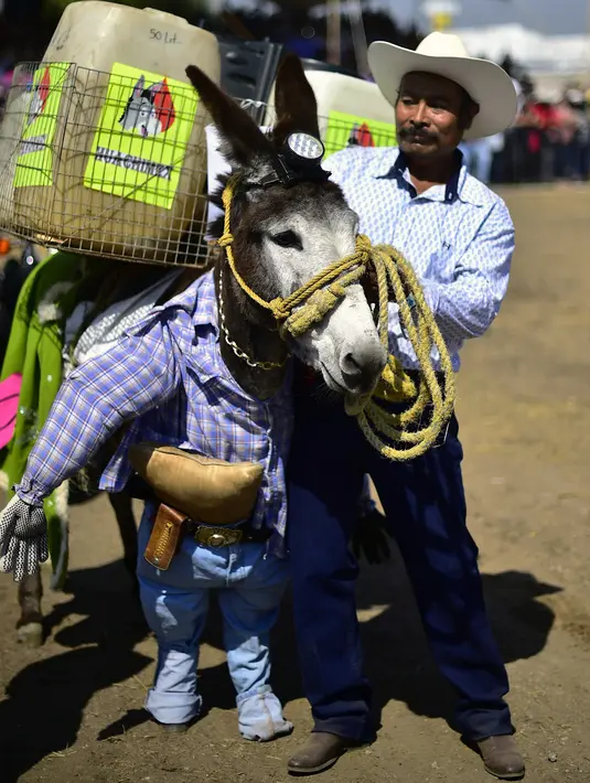 Seorang pria membawa keledainya yang dihias saat mengikuti National Donkey Fair di Otumba, Meksiko (1/5). Acara tahunan ini diikuti sekitar 7.000 orang. (AFP Photo/Pedro Pardo)