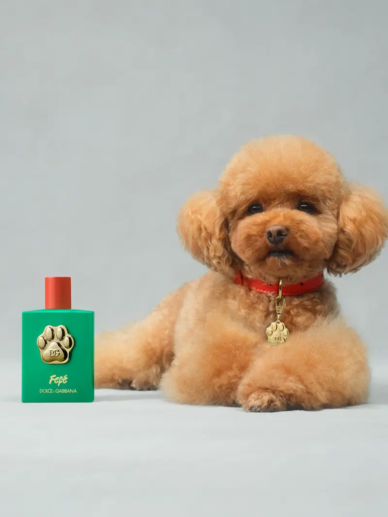 Ada-ada Saja, Dolce & Gabbana Rilis Parfum Khusus untuk Anjing