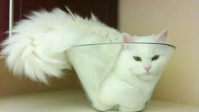 Bukti kucing adalah benda cair