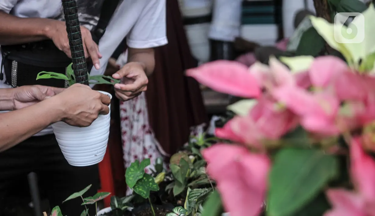 Calon pembeli memeriksa tanaman hias yang dijual di kawasan Cipayung, Depok, Jawa Barat, Minggu (27/9/2020). Meningkatnya hobi masyarakat dalam berkebun di rumah semenjak PSBB diterapkan menyebabkan harga tanaman hias moroket hingga 10 kali lipat. (merdeka.com/Iqbal S. Nugroho)