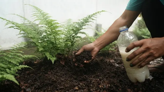 Cara Menanam Pakis Sayur di Pekarangan Rumah