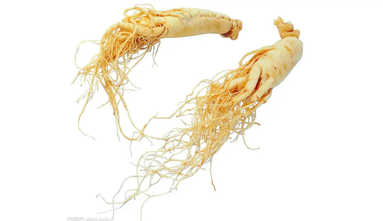 Orang China percaya, ginseng berkhasiat menambah kekebalan tubuh, meningkatkan gairah seksual, fungsi otak, menambah energi, vitalitas, dan stamina. (Istimewa)