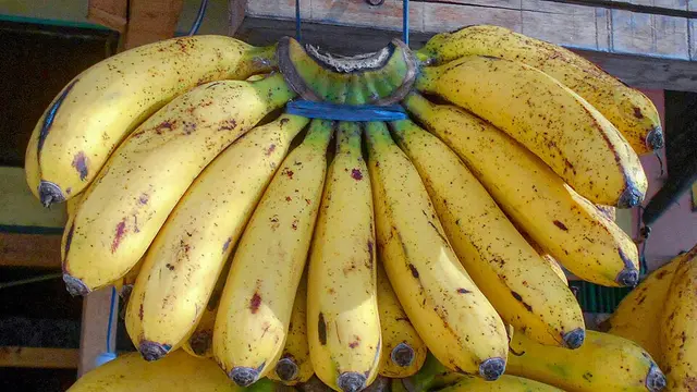 6 Jenis Pisang Unggul Cepat Panen untuk Pekarangan