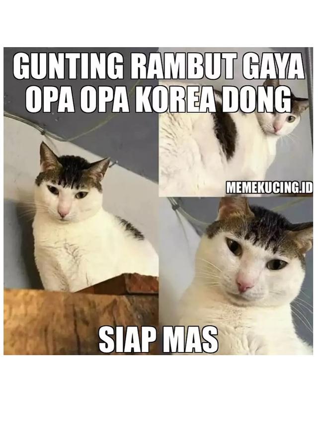 6 Meme Gambar Kucing Ini Bikin Ketawa Lepas, Ubah Sedih Jadi Senyum