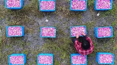Seorang petani memilah kelopak mawar yang dapat dimakan di Haian, Provinsi Jiangsu, China, Senin (14/5). (AFP)