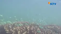 Warna-warni ikan laut dan ragam bunga karang melengkapi indahnya tempat ini.