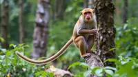 Pakar Sarankan Pakai Istilah Malaria Knowlesi Ketimbang Monkey Malaria