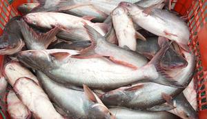 Tips Agar Ikan Patin Tidak Terasa Pahit (Kemen KKP)
