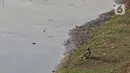 Warga melakukan aktivitas mancing di Kanal Banjir Barat, Jakarta, Selasa (9/6/2020). Fase pertama PSBB transisi di Ibukota dimanfaatkan warga untuk memancing. (Liputan6.com/Johan Tallo)
