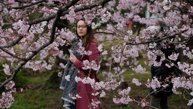 Bunga Sakura