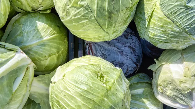 Ilustrasi resep masakan, kubis