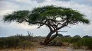Bangkai gajah yang mati karena kekeringan tergeletak di bawah pohon, Taman Nasional Hwange, Zimbabwe, Selasa (12/11/2019). Lebih dari 200 gajah di Taman Nasional Hwange mati akibat kekeringan. (ZINYANGE AUNTONY/AFP)