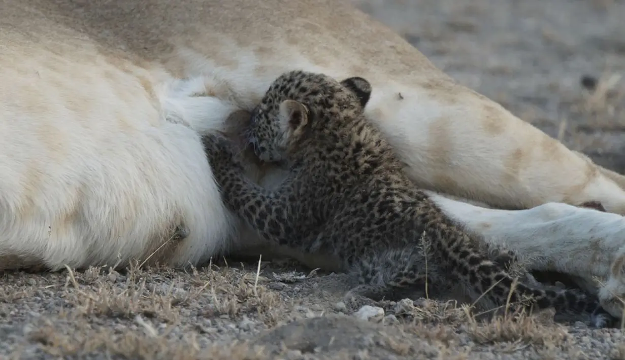 Seekor bayi macan tutul berusia satu minggu menyusu kepada singa betina liar, Nosikitok, di Kawasan Konservasi Ngorongoro di Tanzania, 11 Juli 2017. Kedua spesies itu terlihat akur layaknya ibu dan anak. (Joop van der Linde/Ndutu Safari Lodge via AP)