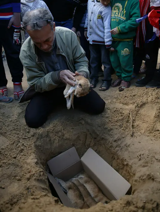 Pemilik kebun binatang Fathi Jumaa saat menguburkan mayat empat anak singa di kebun binatangnya di kamp pengungsi Rafah, Gaza (18/1). Fathi mengatakan ia menutupi sangkar singa-singa dengan selimut jelang badai musim dingin. (AP Photo/Adel Hana)