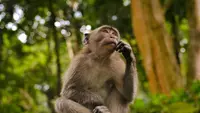 Spesies Baru Monyet Ditemukan di Hutan Kongo