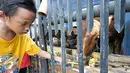 Seorang anak memberi makan sapi di tempat penjualan hewan kurban di kawasan Tanah Abang, Jakarta, Sabtu (3/9). Kambing dijajakkan dengan harga Rp2,2-5,5 juta, sedangkan harga sapi dibanderol Rp18-35 juta. (Liputan6.com/Yoppy Renato)