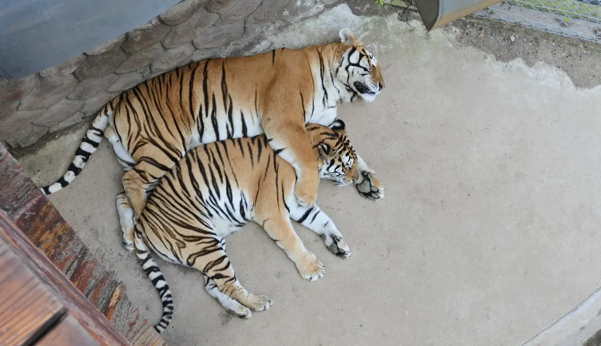 Dua harimau Siberia di Taman Harimau Siberia Hengdaohezi di Kota Hailin, Provinsi Heilongjiang, China timur laut (17/7/2020). Dengan menerapkan langkah-langkah pencegahan dan pengendalian epidemi yang ketat, Taman Harimau Siberia Hengdaohezi dibuka kembali pada Jumat (17/7). (Xinhua/Zhang Chunxiang)