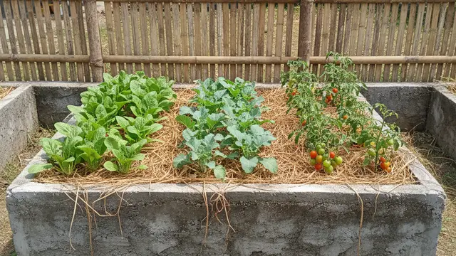 Ide Kebun Sayur Pakai Pot Semen Minimalis Halaman Depan. AI