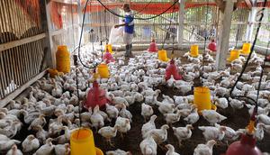 Peternak memberi makan ayam pedaging broiler di kawasan Cipelang, Bogor, Jawa Barat, Selasa (24/7). Tingginya harga daging ayam juga dipengaruhi oleh kenaikan harga pakan yang masih import seiring kenaikan dolar terhadap rupiah. (Merdeka.com/Arie Basuki)