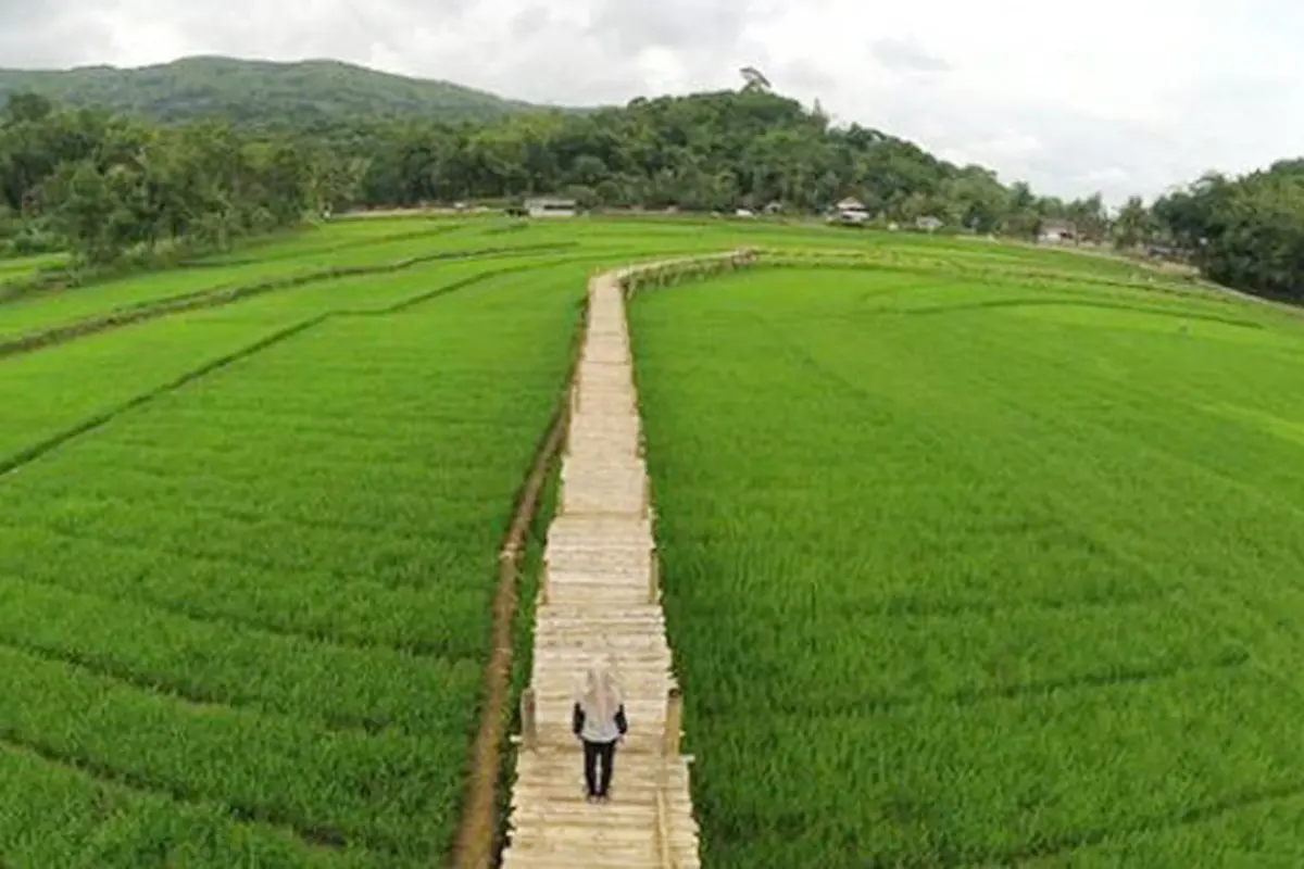 Lagi Hits, Sawah Sukorame Jadi Spot Swafoto Instagenic di Jogja