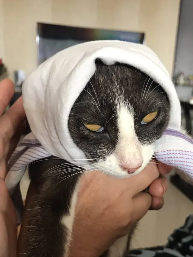 6 Pemotretan Kucing Tema Horor Ini Unik, Bikin Ngakak